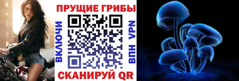 Галлюциногенные грибы Psilocybe  кракен зеркало  Новоуральск  как найти закладки 